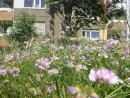 Insektenblütenwiese © Stadtplanungsamt Stadt Frankfurt am Main 