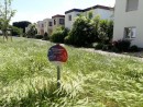 Insect flower meadow © City Planning Department of the City of Frankfurt am Main  